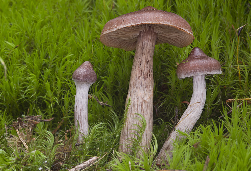 Cortinarius brunneus